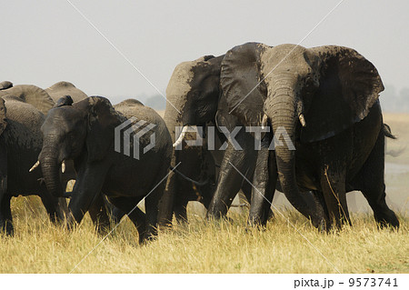 アフリカゾウ アフリカゾウ 9573741