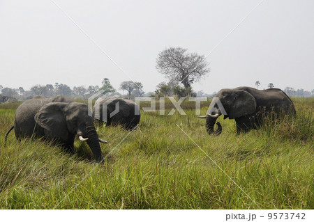 アフリカゾウ 9573742