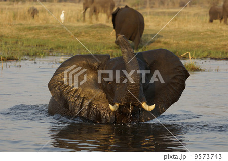 アフリカゾウ アフリカゾウ 9573743