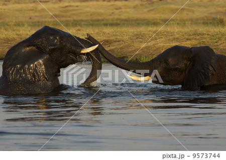 アフリカゾウ アフリカゾウ 9573744