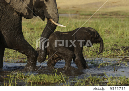 アフリカゾウ アフリカゾウ 9573755