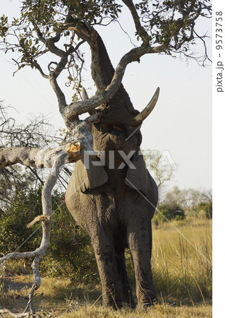アフリカゾウ 9573758