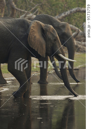 アフリカゾウ 9573759