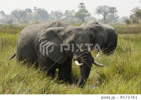 アフリカゾウ 9573761