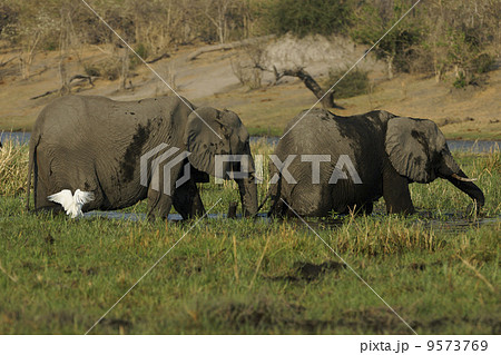 アフリカゾウ 9573769