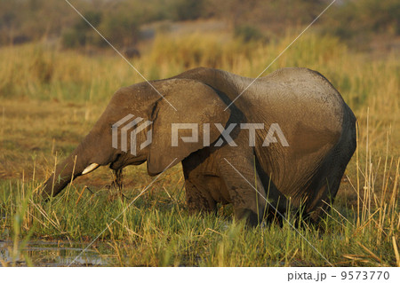アフリカゾウ 9573770