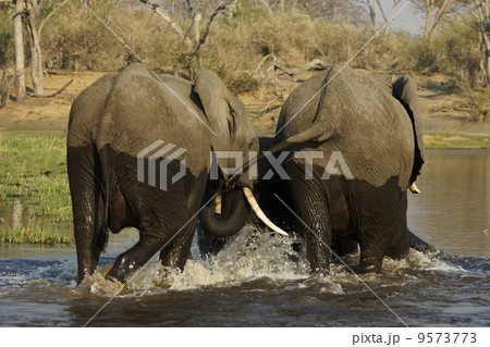 アフリカゾウ 9573773