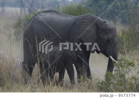 アフリカゾウ 9573774