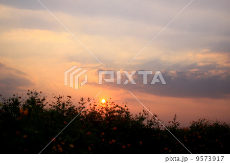 夕日とオレンジに染まるコスモスの花 9573917