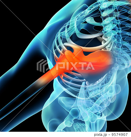 Shoulder / Scapula / Clavicle - Anatomy Bones 9574907