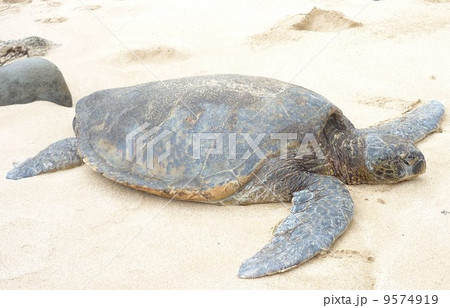 亀の甲羅干し 9574919