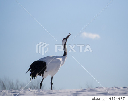 冬空を見上げる丹頂 9574927