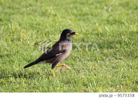 1羽のカバイロハッカ 1羽のカバイロハッカ 9575358