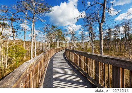 Boardwalk in swamp 9575518