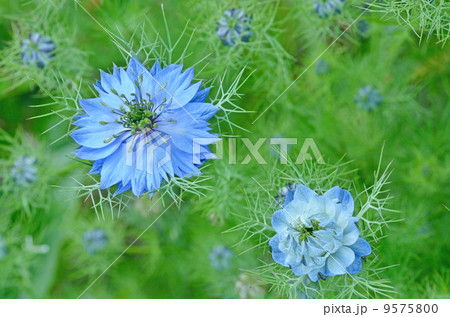 ニゲラ　黒種草　クロタネソウ 9575800