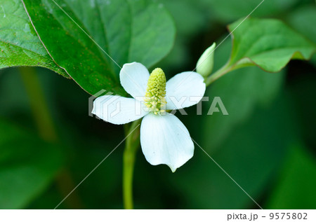 ドクダミ ドクダミ 9575802