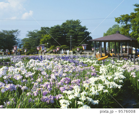 山形 長井あやめ公園の写真素材