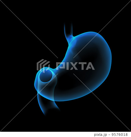 3d rendered illustration of the stomach 9576018