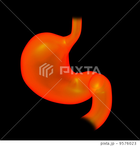 3d rendered illustration of the stomach 9576023