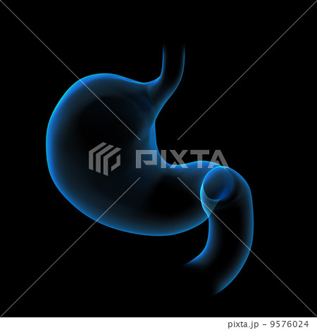 3d rendered illustration of the stomach 9576024