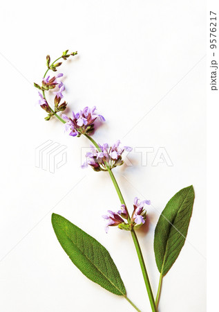 ハーブ、セージ 、サルビア・オフィシナリス、コモンセージ 9576217