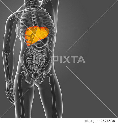 Human digestive system liver Human digestive system liver 9576530