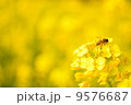 菜の花とミツバチ 9576687
