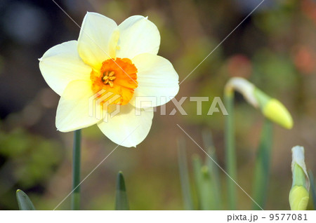 ラッパスイセン(クリーム&黄) ラッパスイセン(クリーム&黄) 9577081