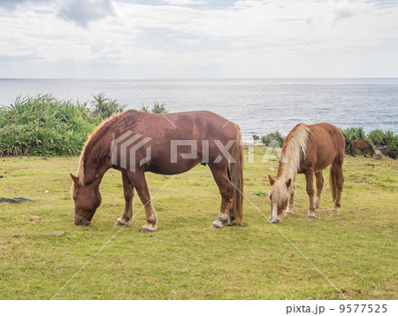 与那国馬 与那国馬 9577525