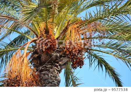 Palm 9577538