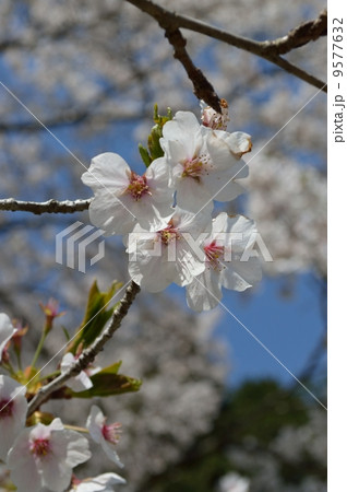 桜 9577632