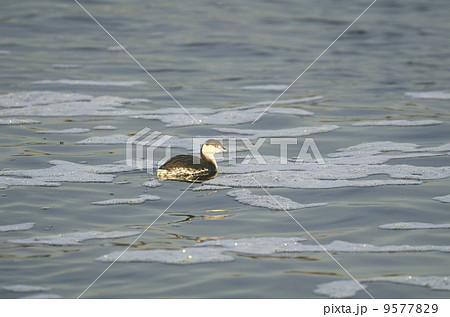 ミミカイツブリ 9577829