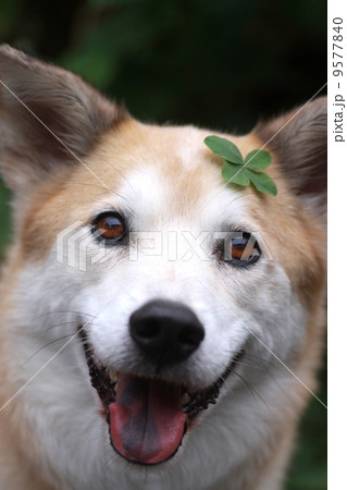 頭に四つ葉のクローバーを乗せて笑っている犬の写真素材