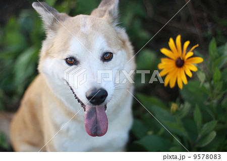 黄色いルドベキアの花と笑顔で見つめる犬 黄色いルドベキアの花と笑顔で見つめる犬 9578083