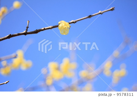 蝋梅の花 蝋梅の花 9578311