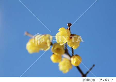 蝋梅の花 蝋梅の花 9578317