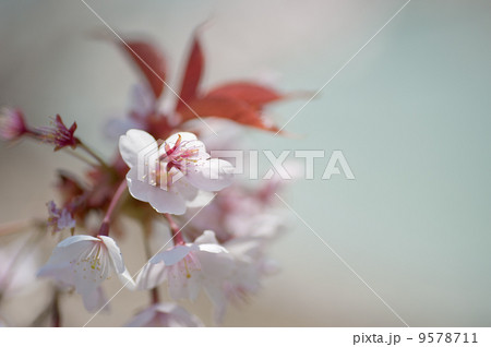 桜の花 桜の花 9578711