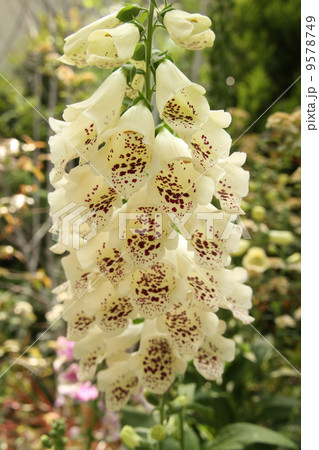 ジキタリス ジキタリス 9578749