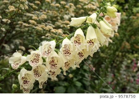 ジキタリス 9578750