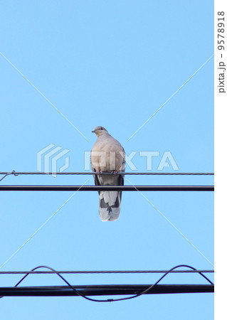 電線にとまるハト 電線にとまるハト 9578918