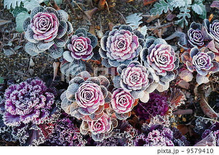 零下のミニ葉牡丹 9579410