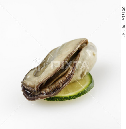 Oyster 9581004