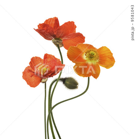 Poppy Flowers Poppy Flowers 9581043