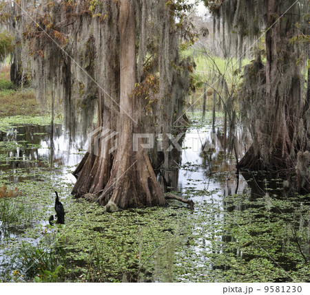 Florida Wetlands 9581230