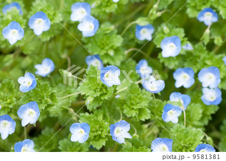 オオイヌノフグリの群生 9581381