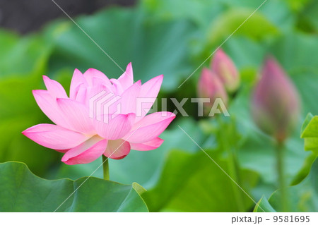 蓮池 9581695