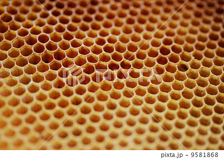 蜜蜂の巣の写真素材