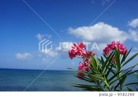 カリブ海と花の写真素材