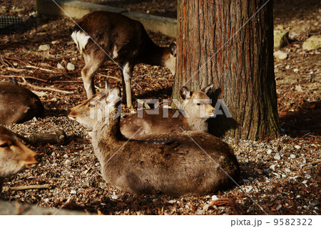 動物愛護イメージ 9582322