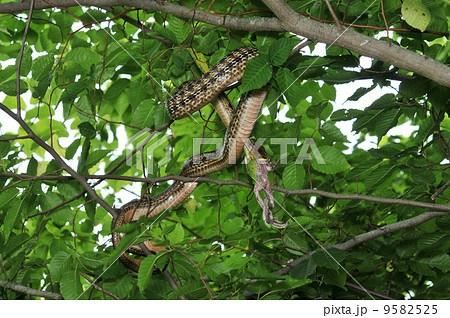 カエルを捕食するアオダイショウ 9582525